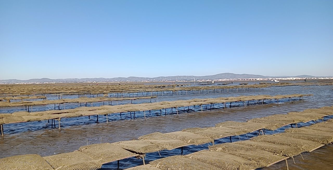 Da Ria Formosa à Mesa